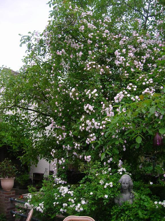 Bed and Breakfast Door & Roos Lottum Exterior foto